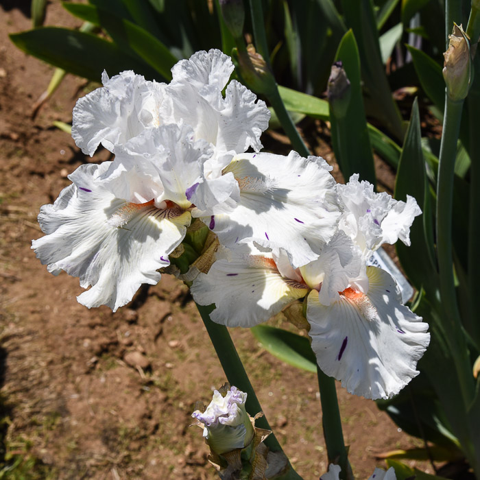 Iris Garden Visit 2018