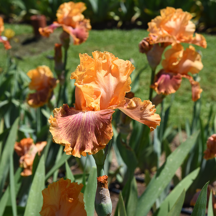 Iris Garden Visit 2018