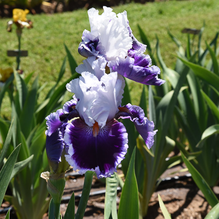 Iris Garden Visit 2018