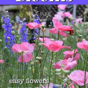 pink poppies and larkspur with text overlay, plant for continuous blooms, easy flowers you can grow, Flower Patch Farmhouse