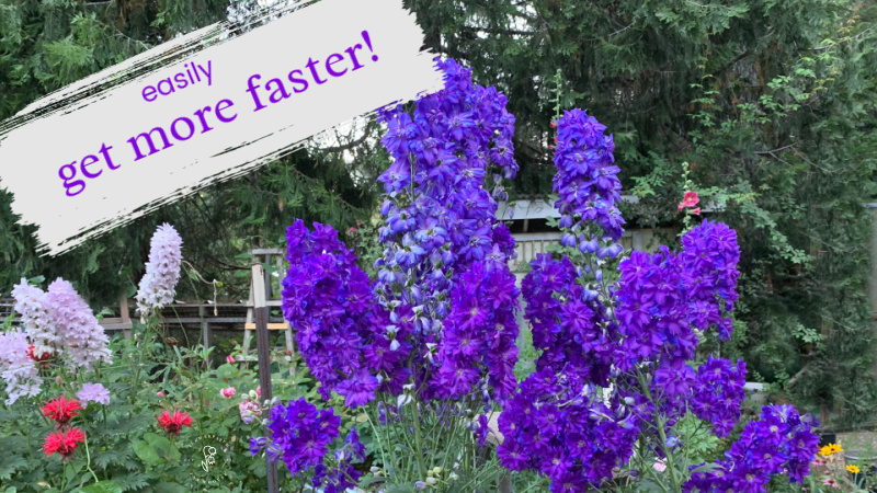 purple perennial delphiniums growing in the garden, text overlay reads: easily get more faster!