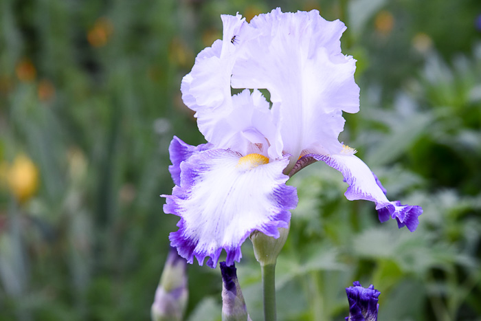 Iris purple edge yellow beard