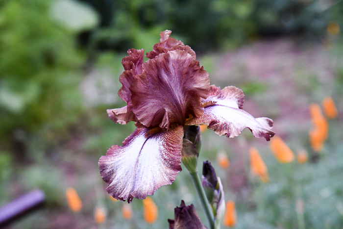 Huckleberry Fudge Iris