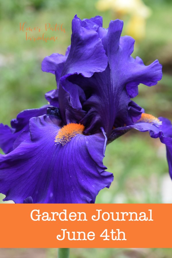 Garden Journal June 4th 