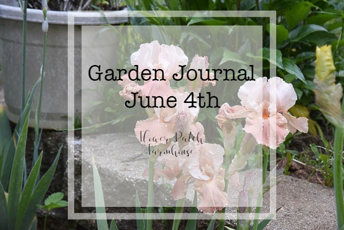 Garden Journal June 4th Update