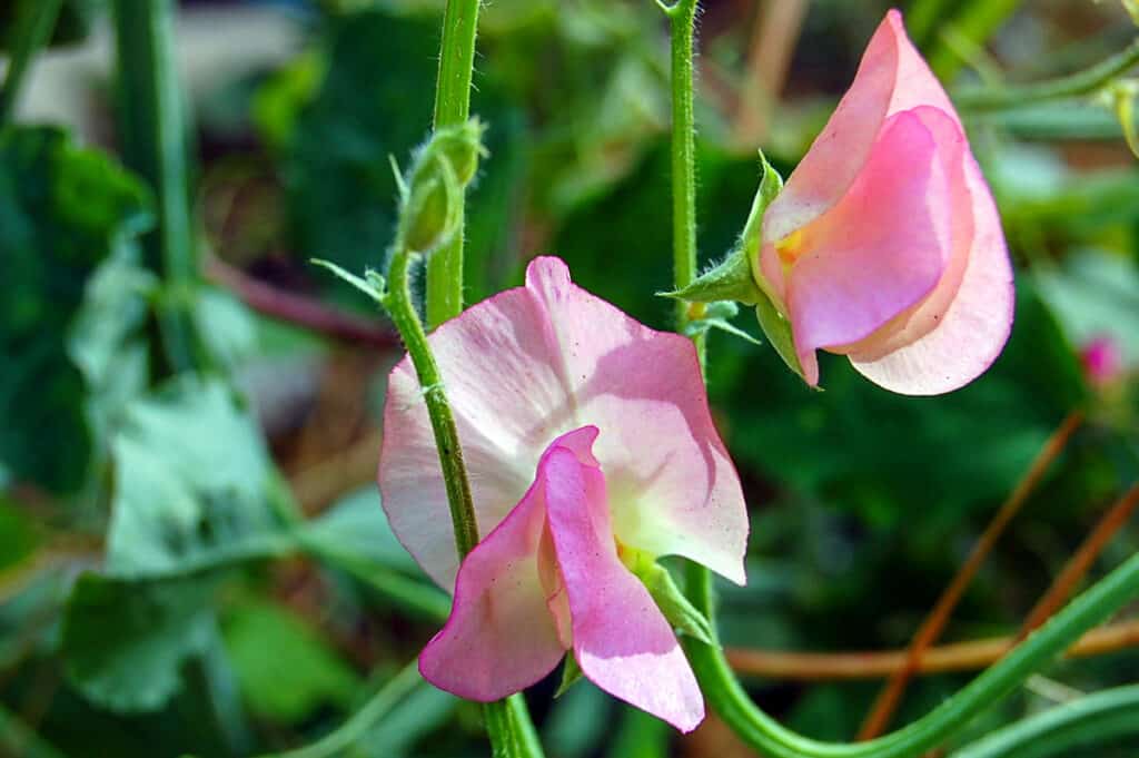 pink sweet pea blooms