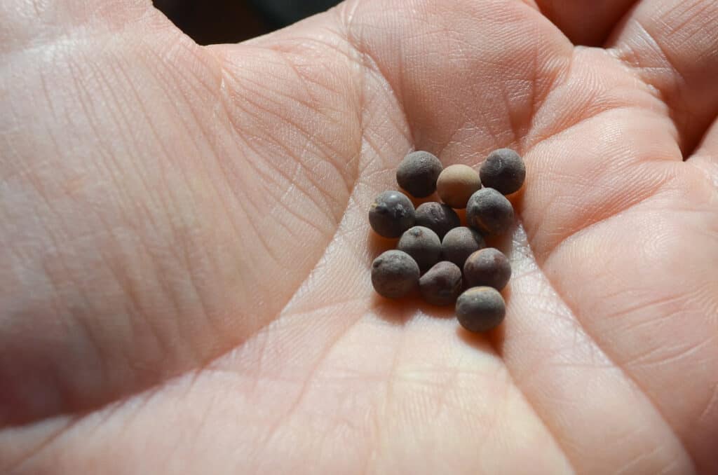 sweet pea seeds in a hand