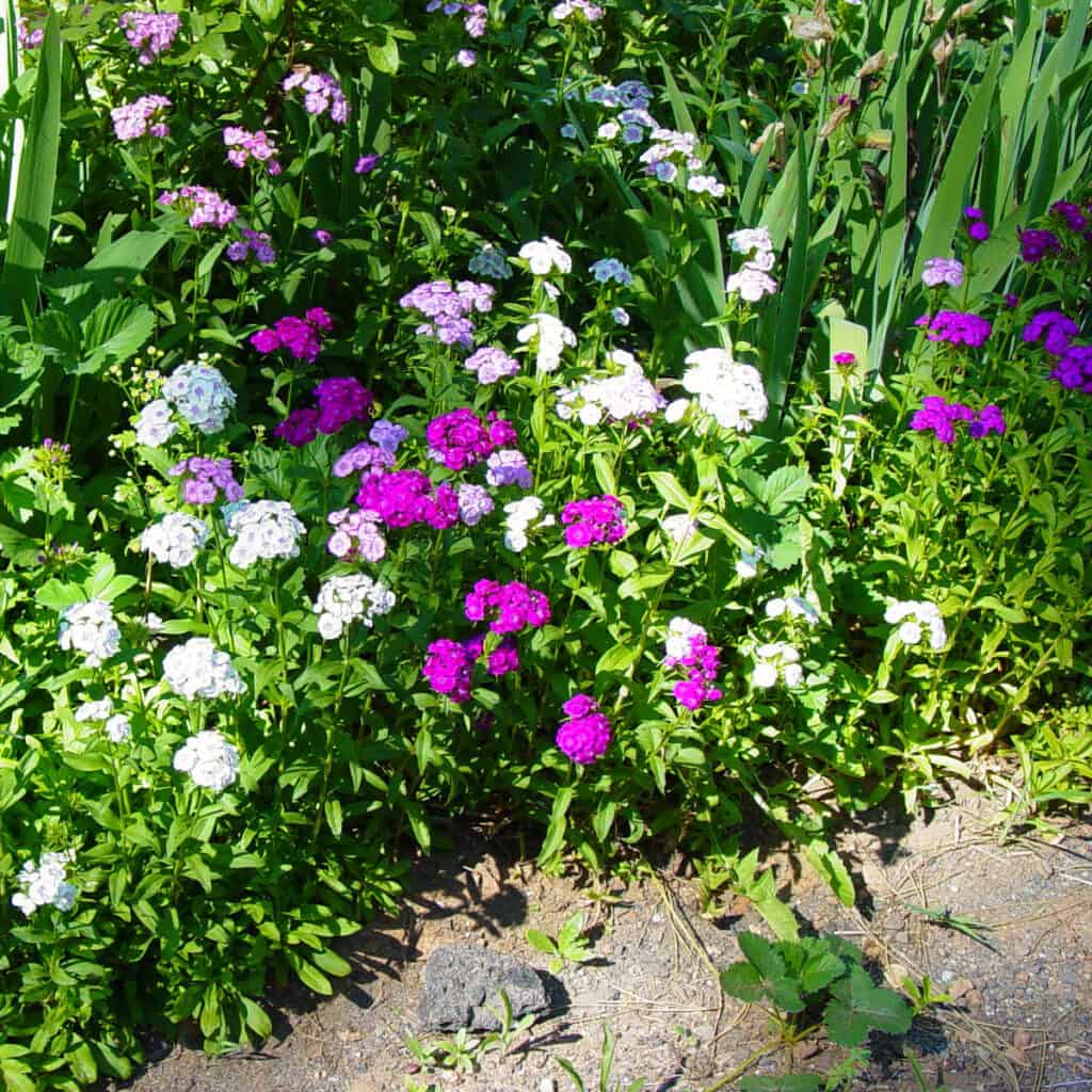 Sweet Willams in garden bed, pinks, white and magenta