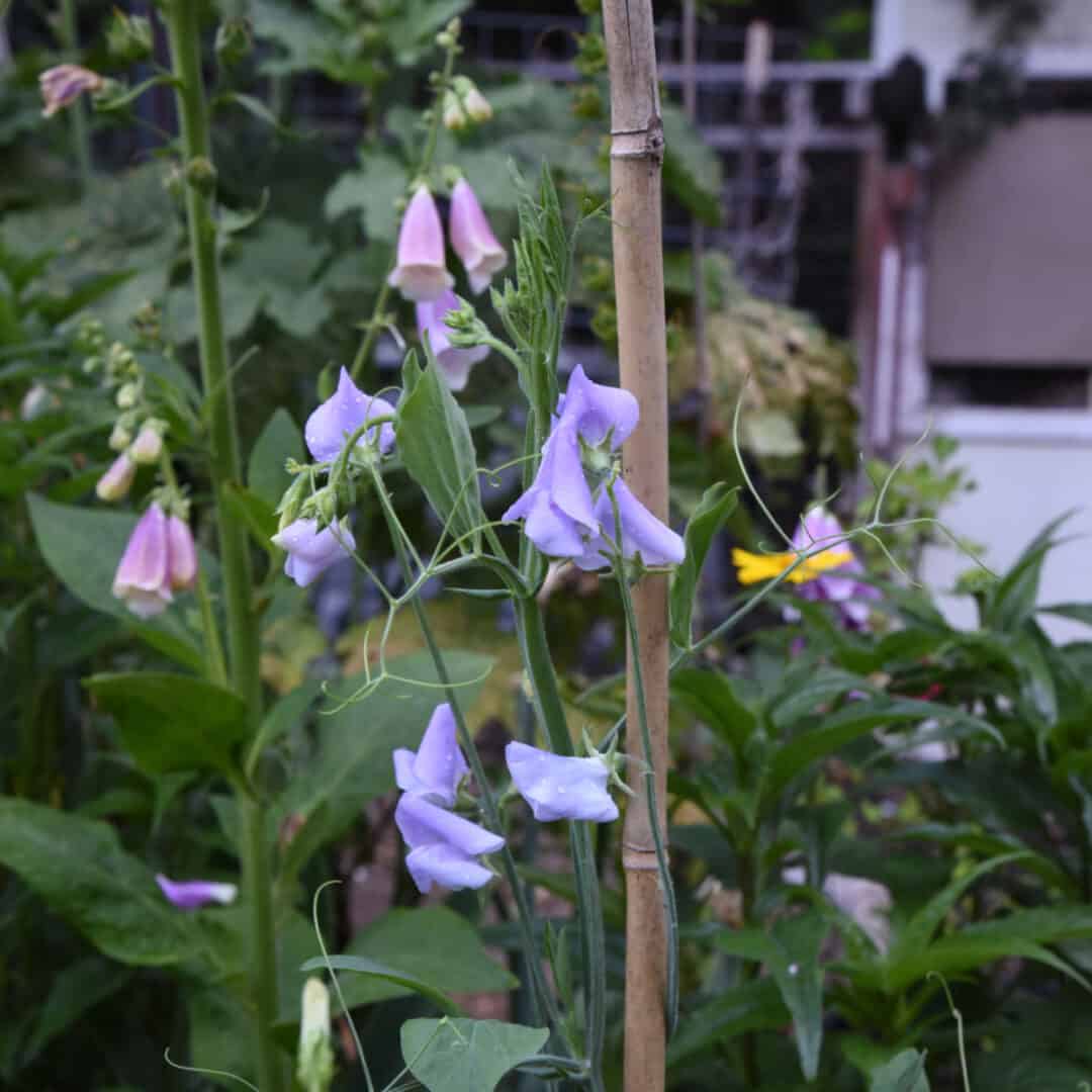 How to Divide Hardy Geraniums - Flower Patch Farmhouse