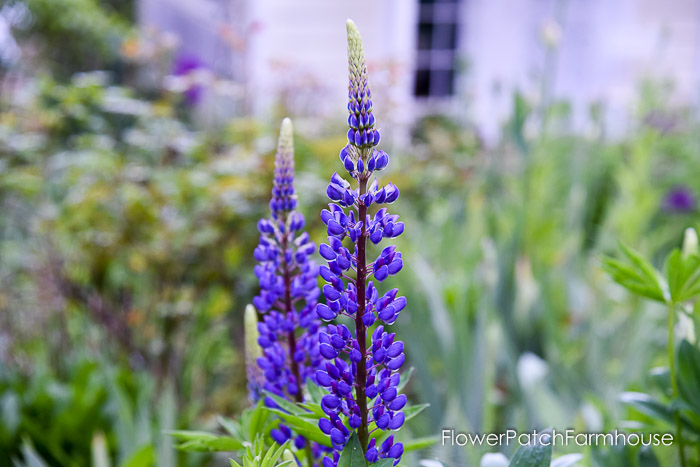 Lupine, Flowers that Attract Humminbirds