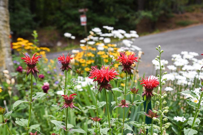 Monarda Bee Balm