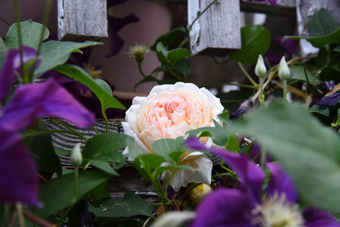 Crown Princess Margareta David Austin rose with Warsaw nike clematis, FlowerPatchFarmhouse.com