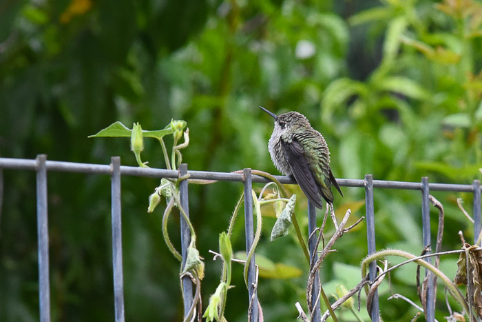 Fat Hummingbird, Garden Journal July