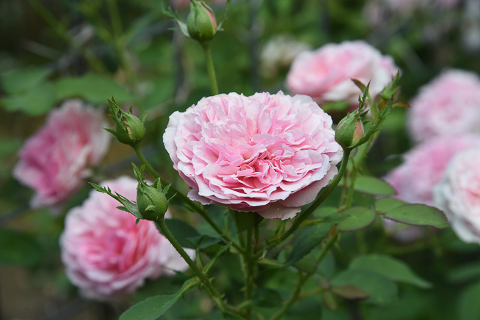 Hyde hall David Austin Rose, 