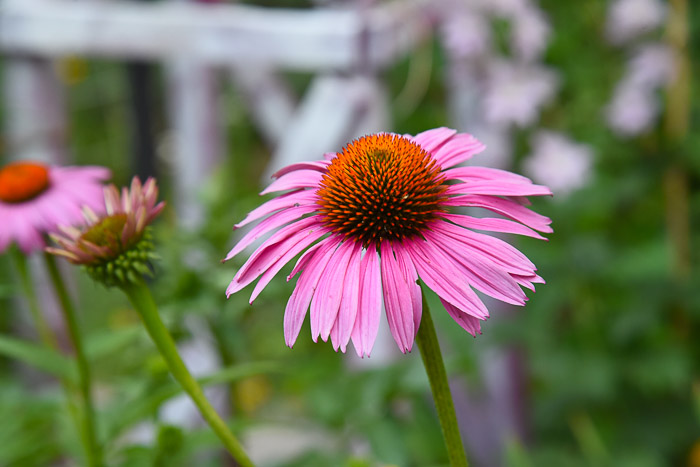 Echinacea Purple Coneflower, FlowerPatchFarmhouse.com