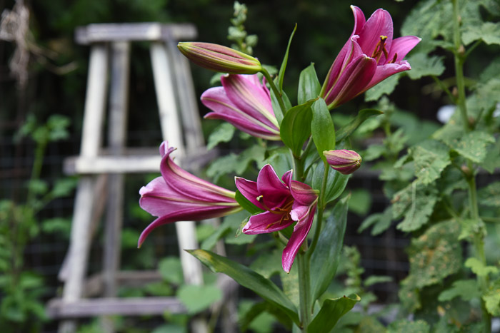 Trumpet Lily Flower Patch Farmhouse