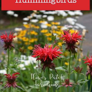 Bee Balm, flowers that attract hummingbirds to my garden