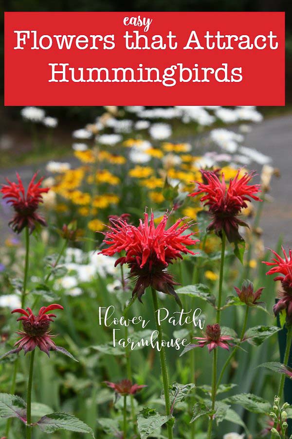 Bee Balm, flowers that attract hummingbirds to my garden