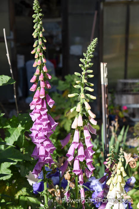Foxgloves, Flowers that attract Hummingbirds