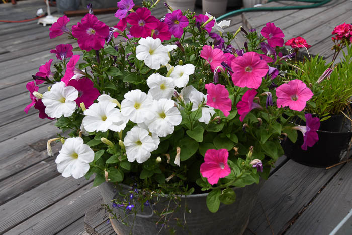 Petunias in Tub, Flowers that attract Hummingbirds