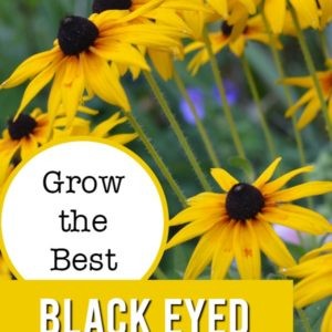 Rudbeckia, Black Eyed Susans with text overlay, grow the best black eyed susans, flower patch farmhouse
