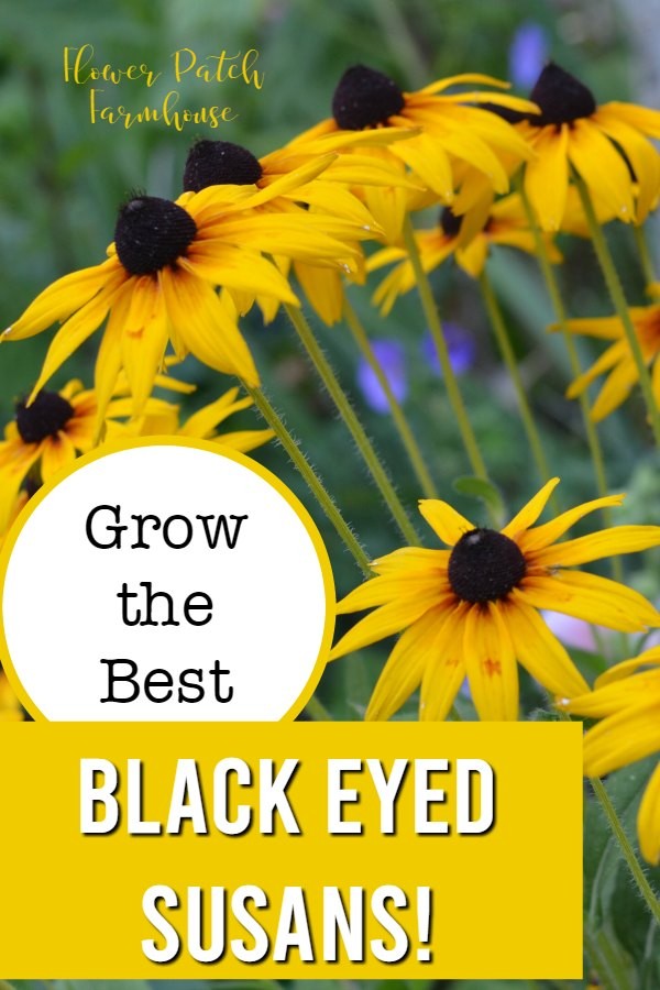 Rudbeckia, Black Eyed Susans with text overlay, grow the best black eyed susans, flower patch farmhouse