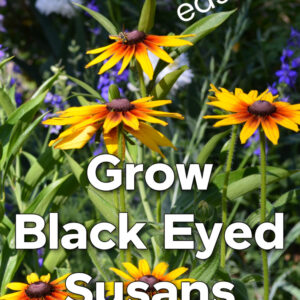 black eyed susans rudbeckia with wasp on flower, blue larkspur and daisies in the background, text overlay, easily grow black eyed susans, pre ss here to see how!,
