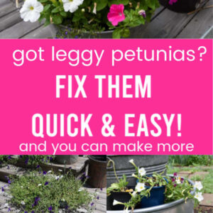 Leggy petunias getting pruned to revive them