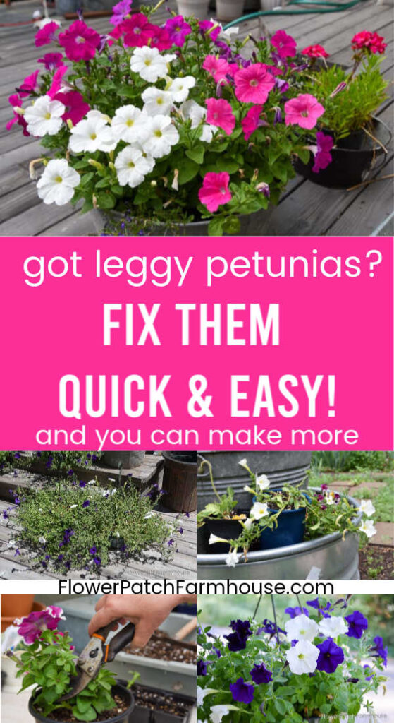 Leggy petunias getting pruned to revive them