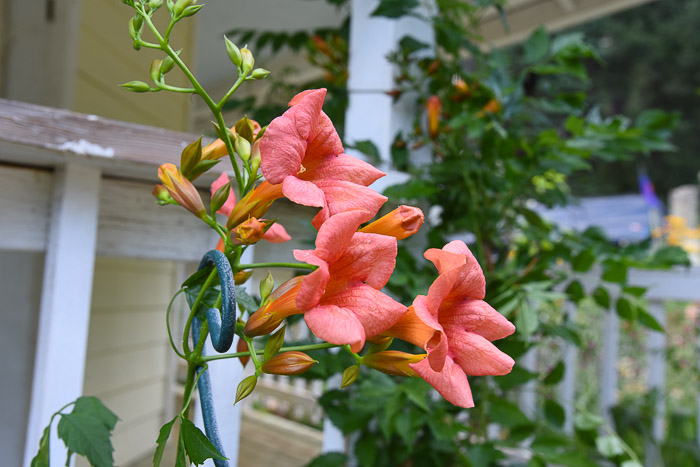 Trumpet Vine, FlowerPatchFarmhouse.com