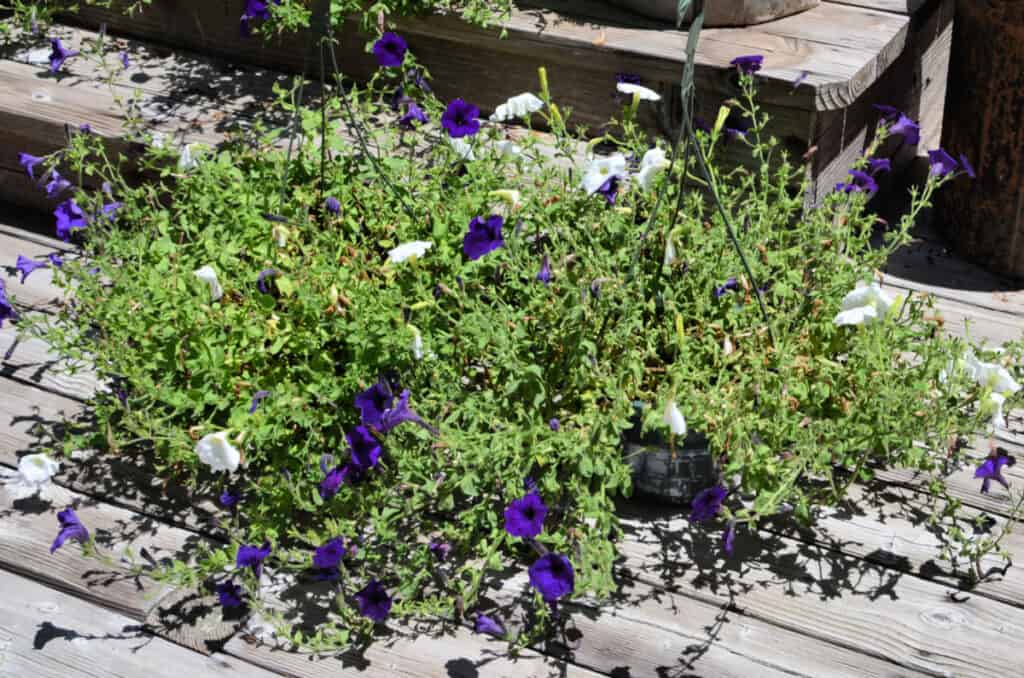 basket of leggy petunias that need reviving