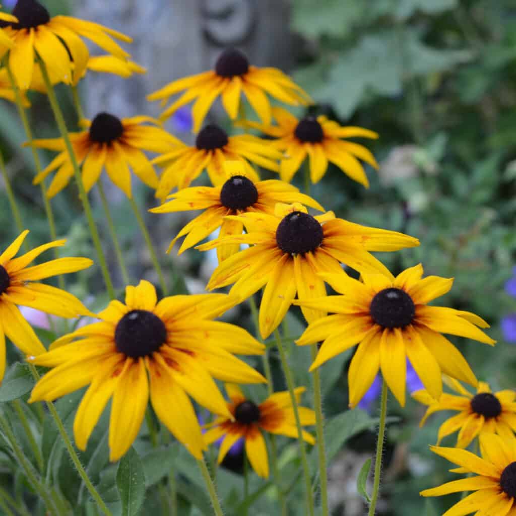 Black eyed susans growing at Flower Patch Farmhouse