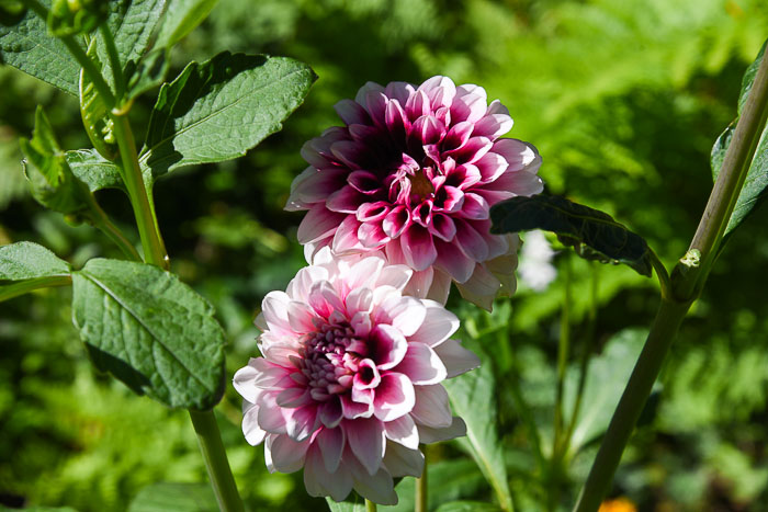 Dahlias