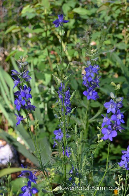 purple larkspur flowers