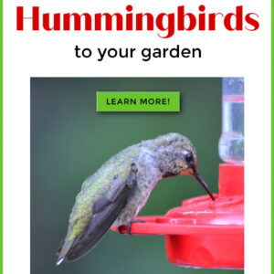 hummingbird at feed with text, Flowers that attract Hummingbirds to your Garden, learn more, flower patch farmhouse dot com