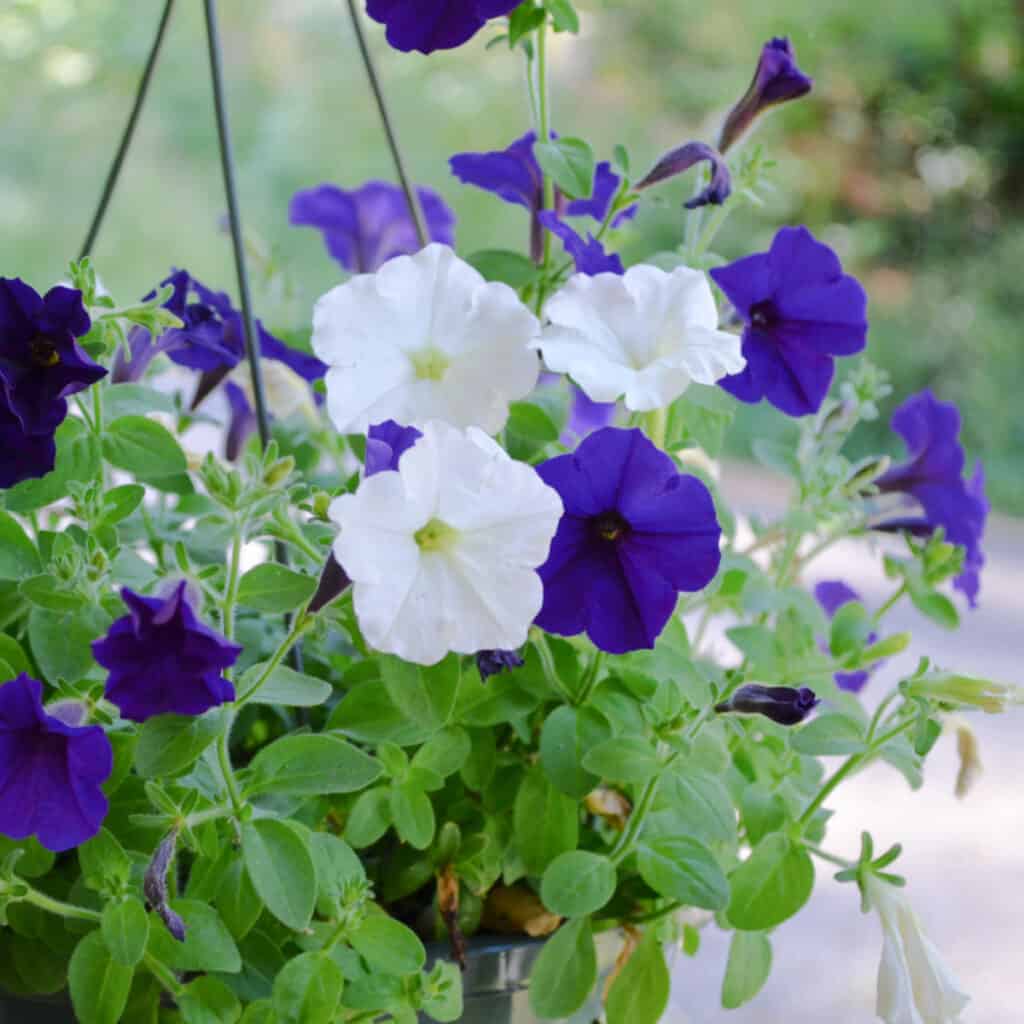 purple and white petunias in a hanging basket