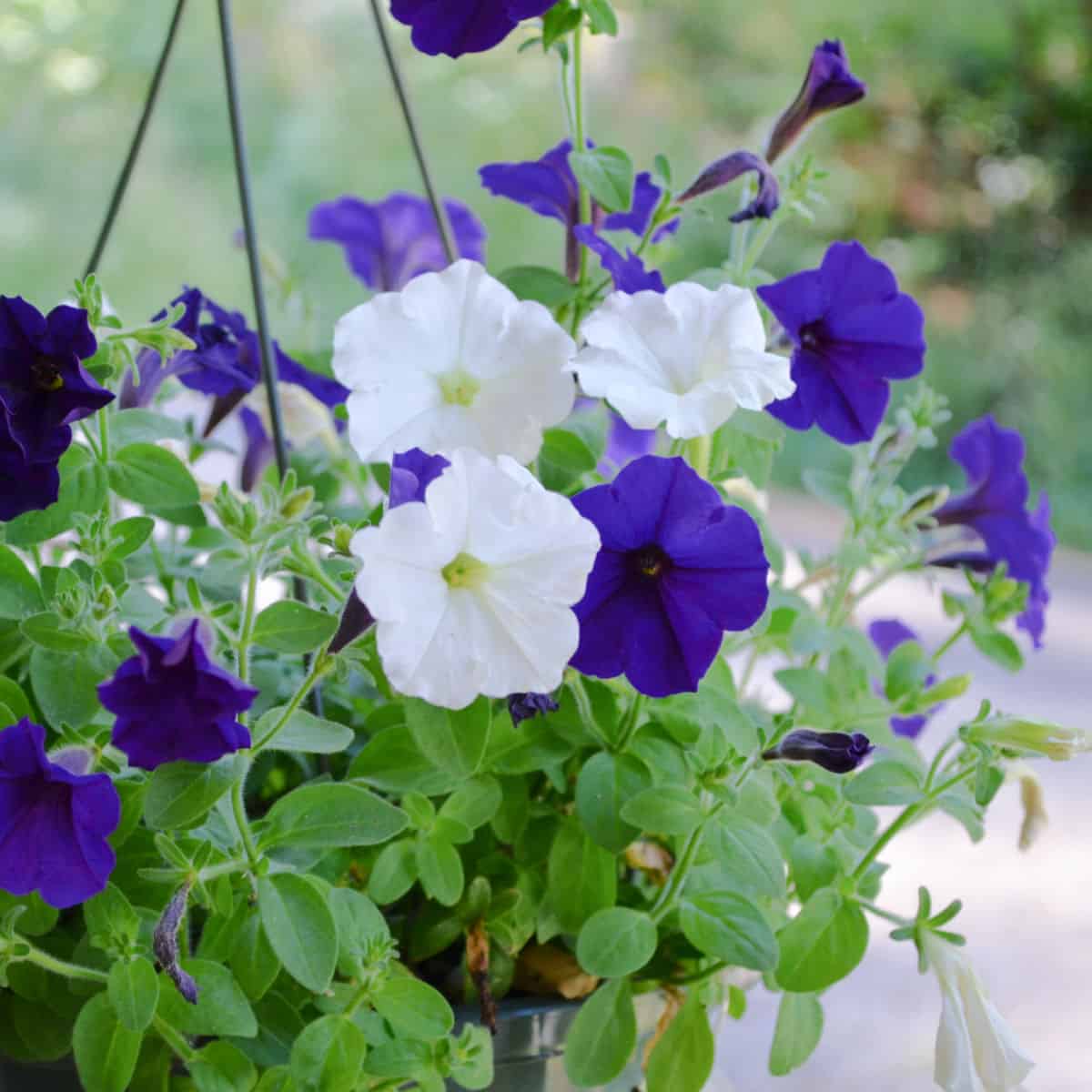 Reviving Potted Petunias