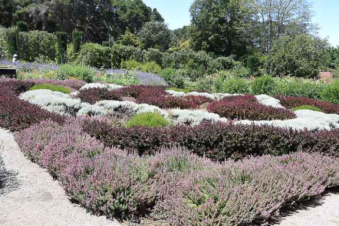 Filoli knot garden