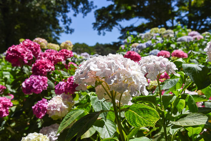 Hydrangeas at Filoli Garden