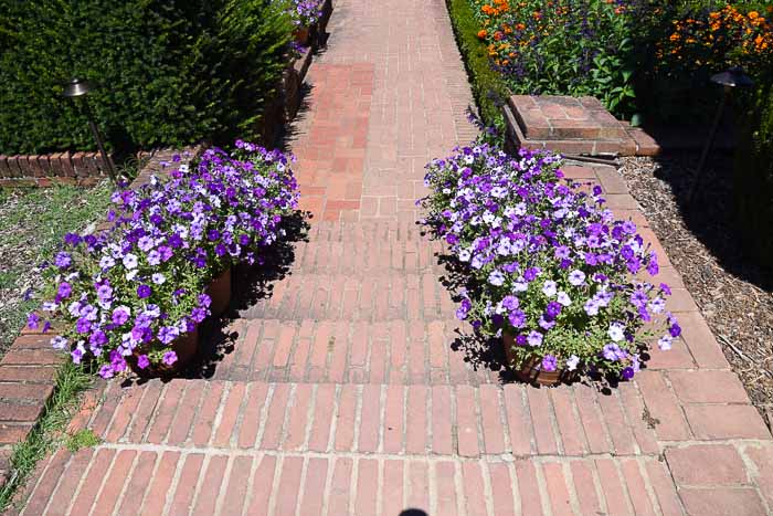 Pots of petunias at Filoli