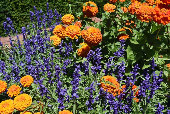 Orange Zinnias with Purple Salvia