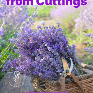 freshly cut lavender in a basket with pruners setting on a table in a lavender field, text overlay reads: lavender from cuttings learn how here, flower patch farmhouse dot com