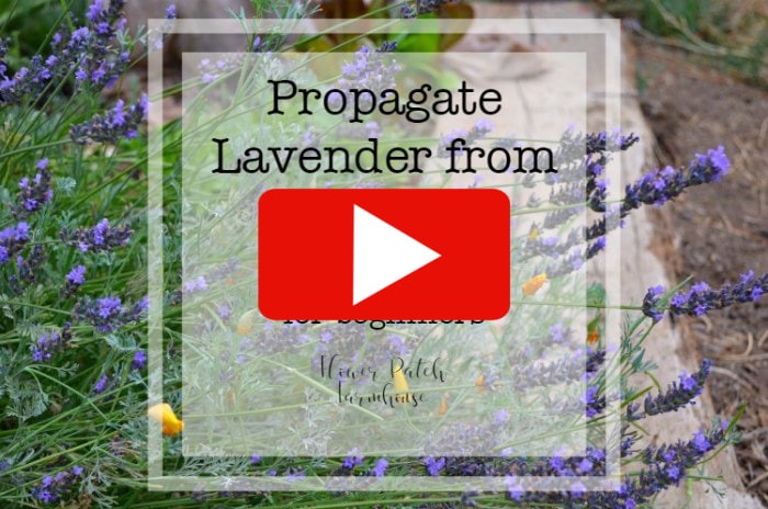 Lavender with text overlay, Propagate Lavender from Cuttings, youtube play button overlay