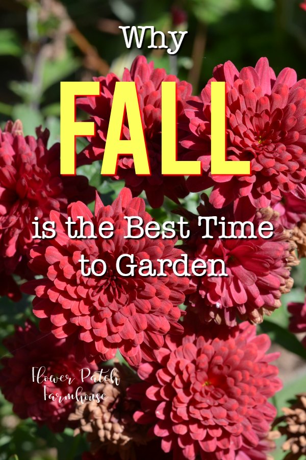 red mums with text overlay, Why Fall is the Best Time to Garden, Flower Patch Farmhouse