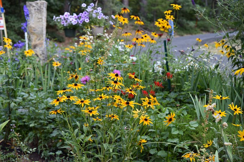 Flowers grow from seed in summer