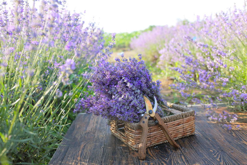 basket of freshly cut lavender on a table with pruners leaning on it, the table is in a field of lavender