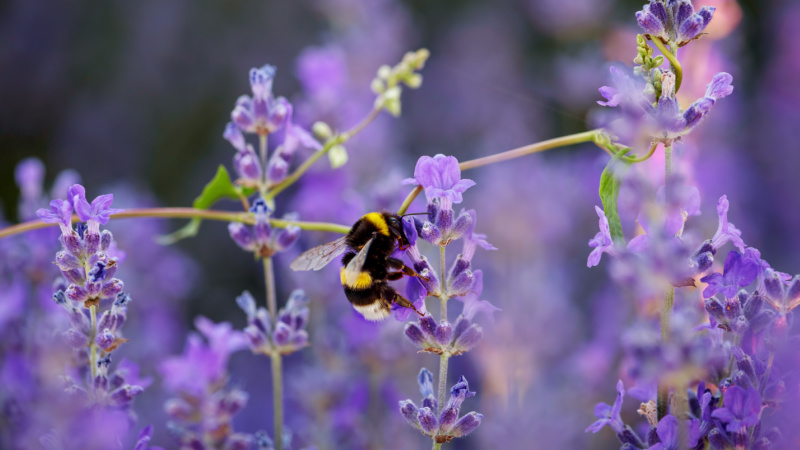 bee on lavender plant in a garden