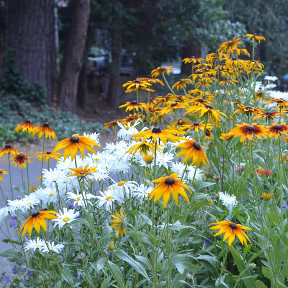 Daisies and black eyed susans in the garden, Flower Patch farmhouse