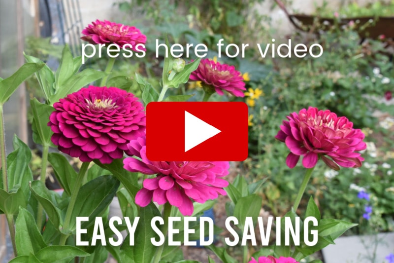 bright pin zinnias with text overlay, press here for video, easy seed saving, red play button