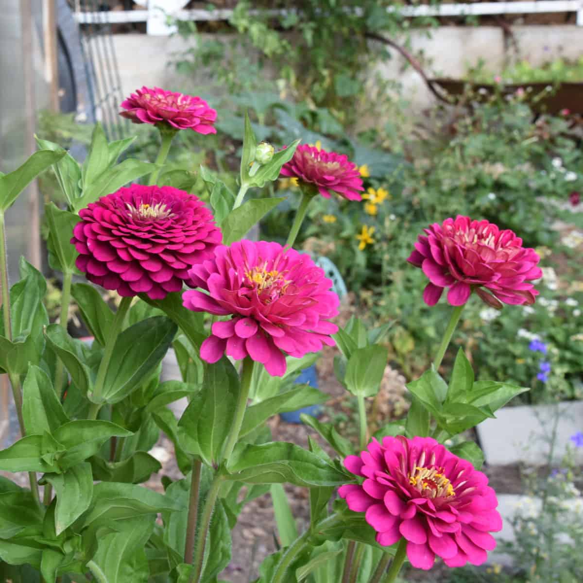 Seed Saving for More Garden Blooms